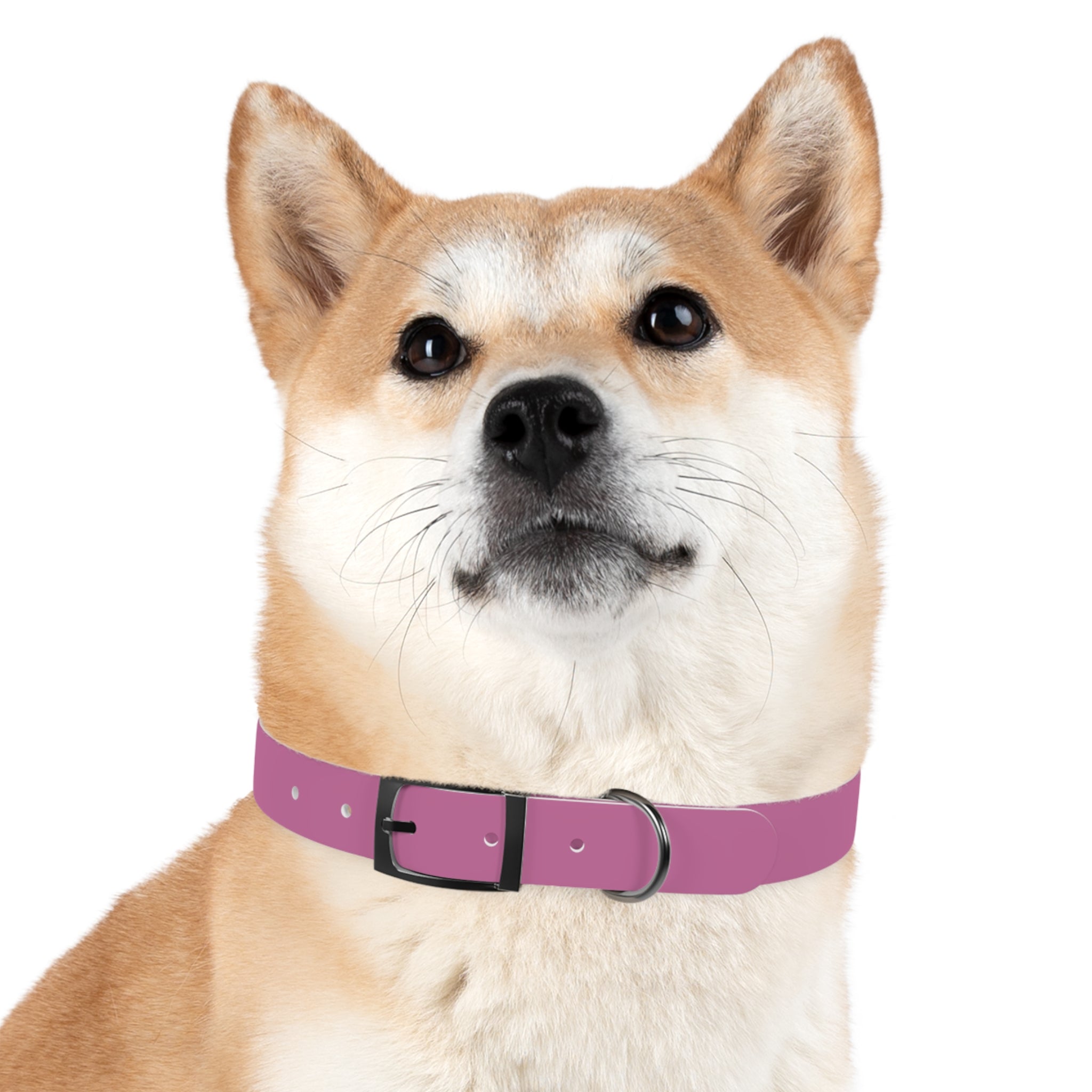 CERTIFIED GOOD GIRL -Dog collar