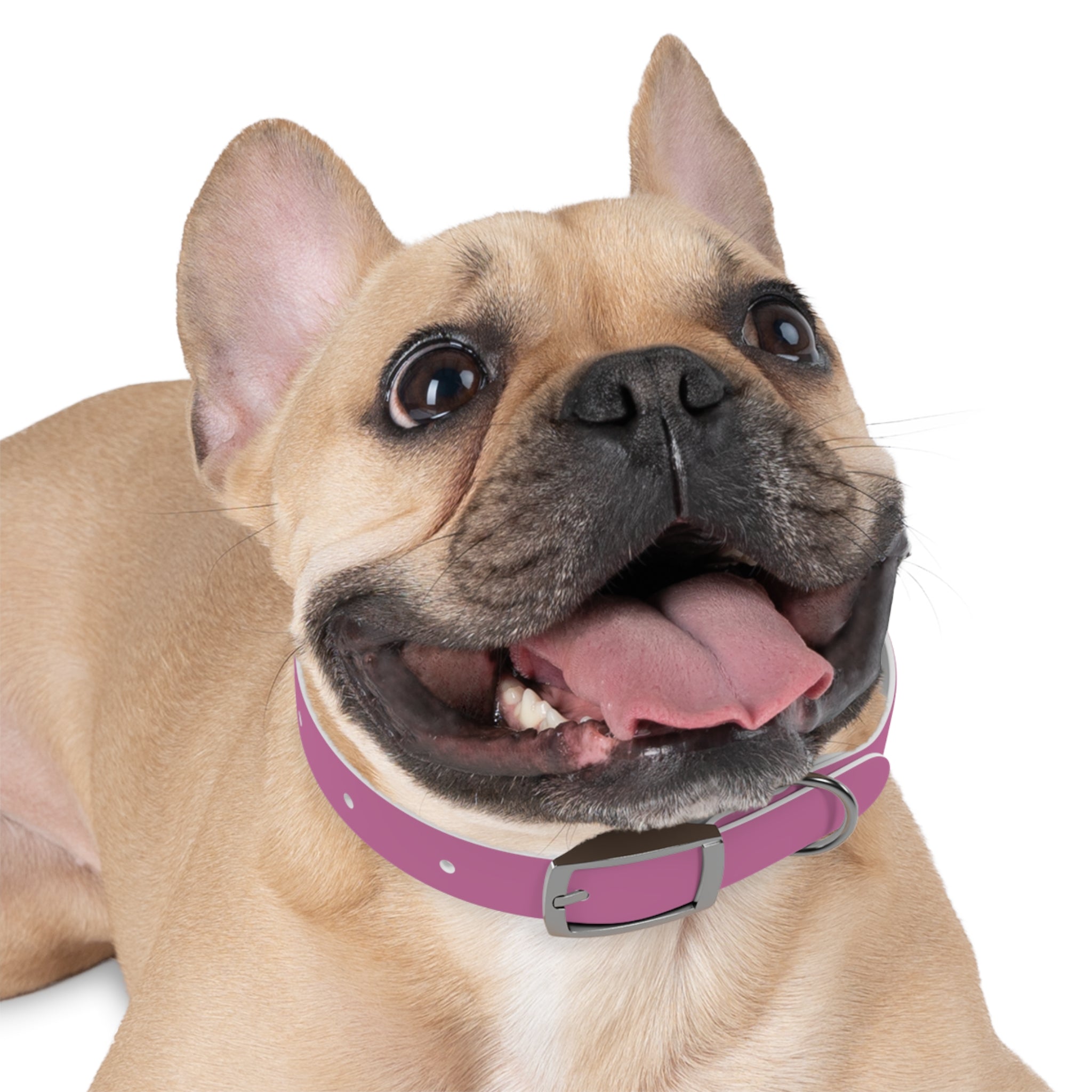 CERTIFIED GOOD GIRL -Dog collar