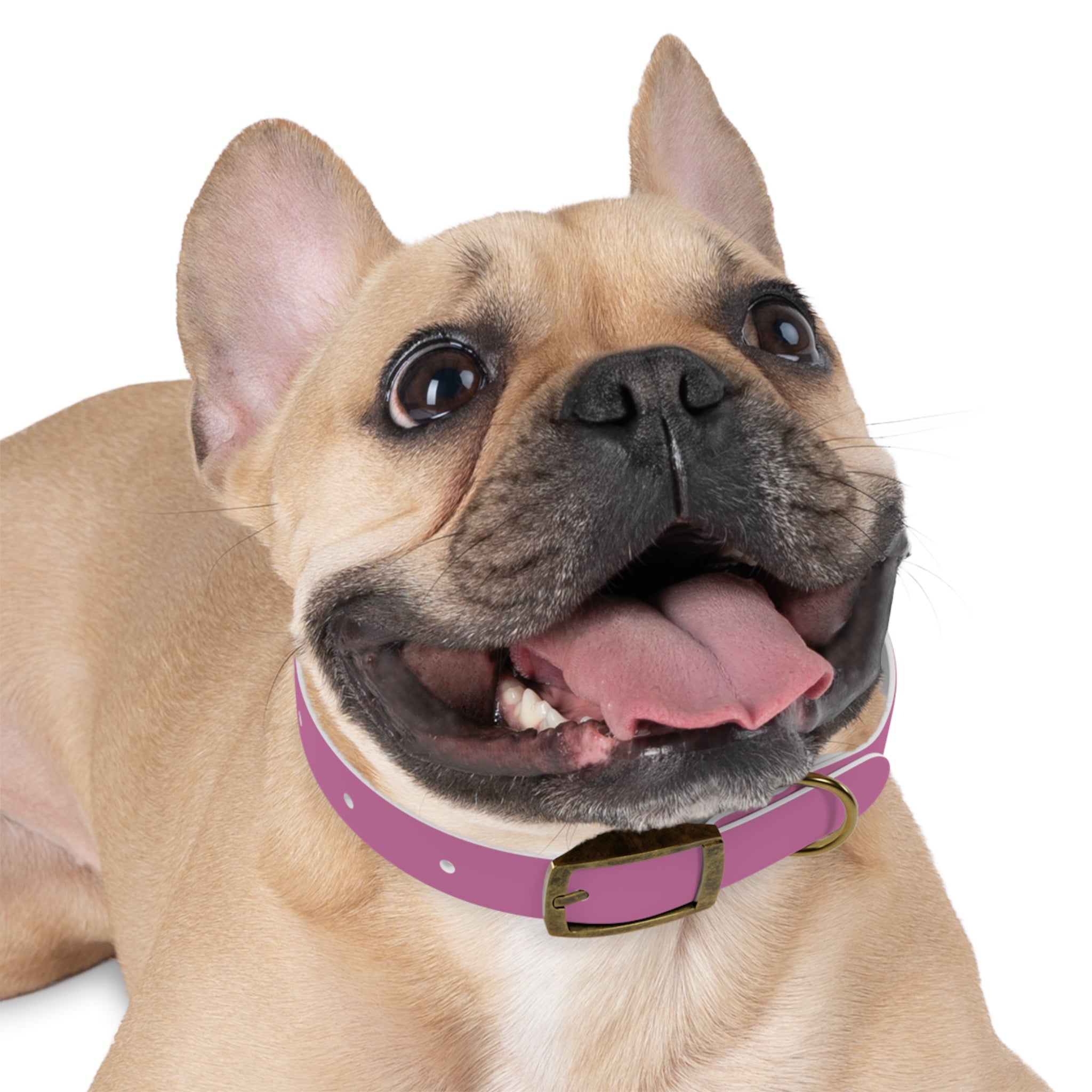 CERTIFIED GOOD GIRL -Dog collar
