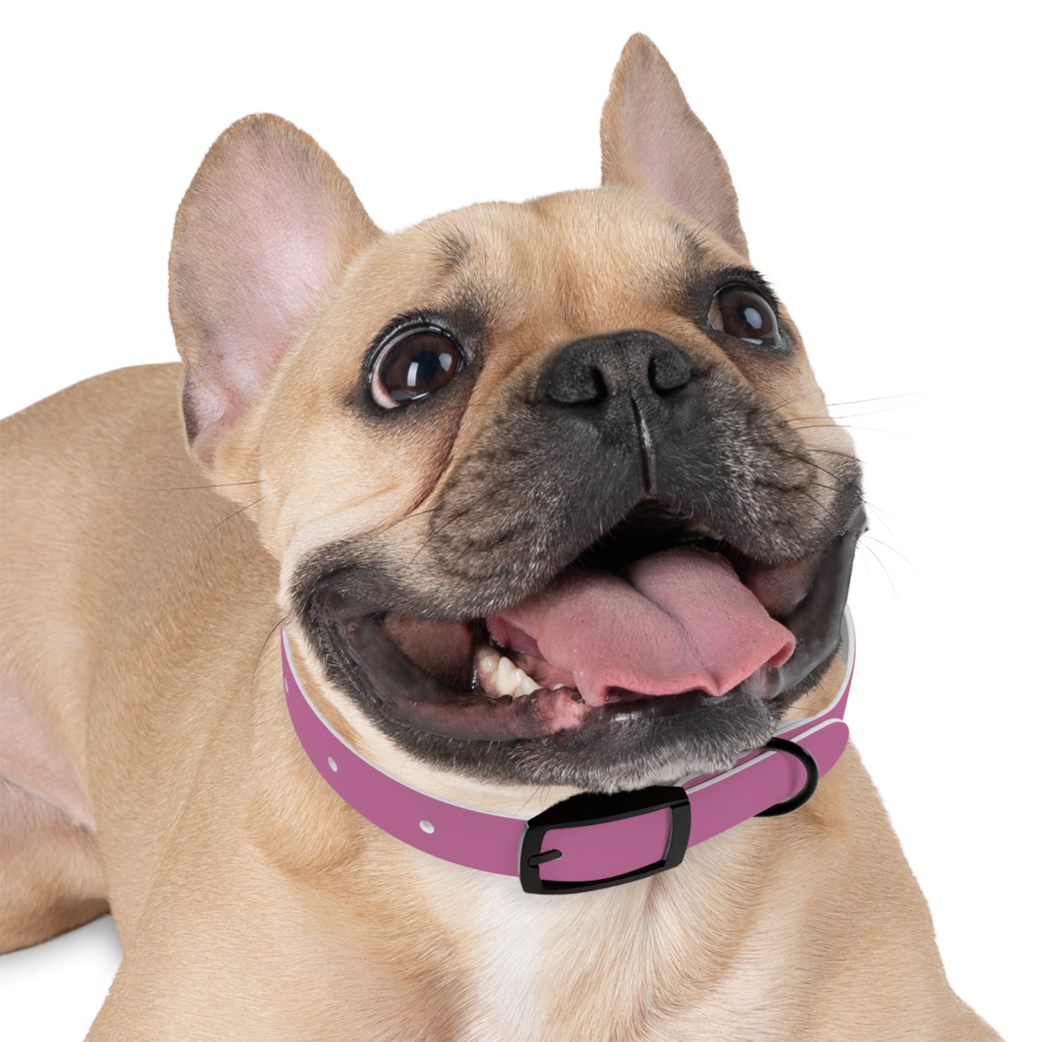 CERTIFIED GOOD GIRL -Dog collar