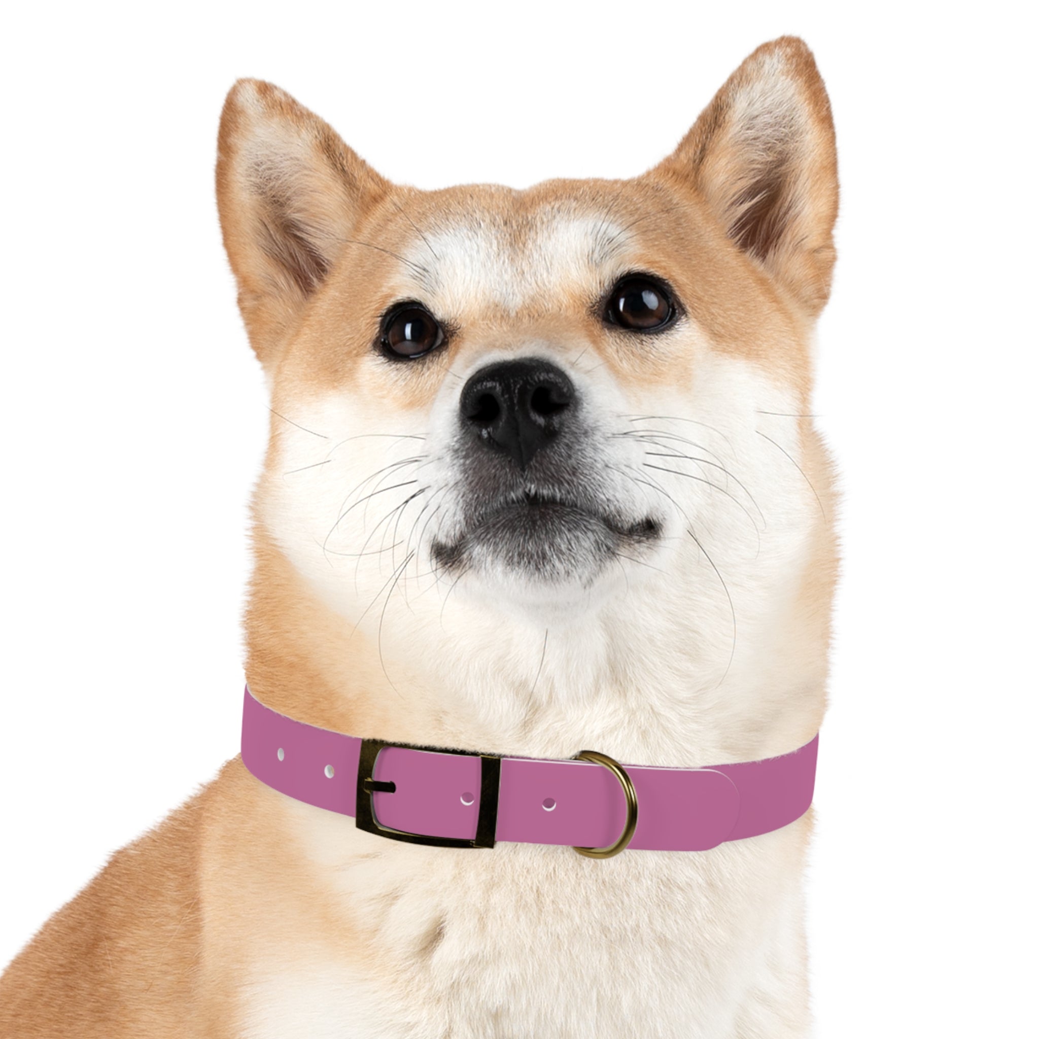CERTIFIED GOOD GIRL -Dog collar